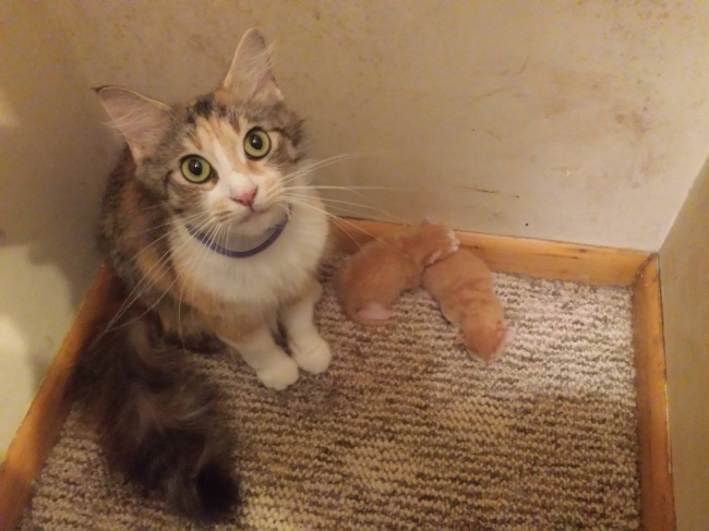 Illustration de l'article : 27 people who stumbled upon something amazing and decided to share their discovery