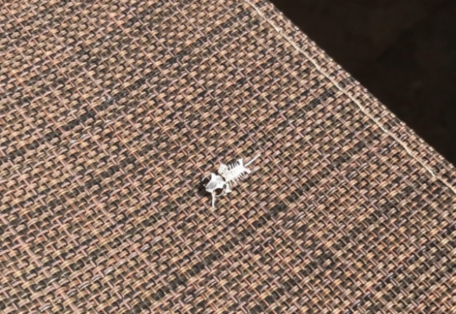 Illustration de l'article : 27 people who stumbled upon something amazing and decided to share their discovery