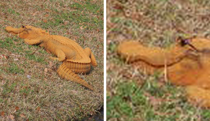 Illustration de l'article : 23 unsettling photos that require a closer look!