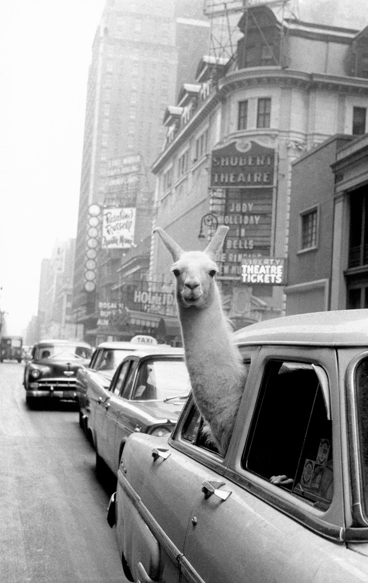 Illustration de l'article : 24 rare historical photos