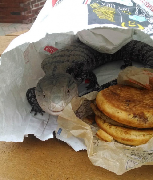 Illustration de l'article : 25 cringe-worthy moments captured on camera