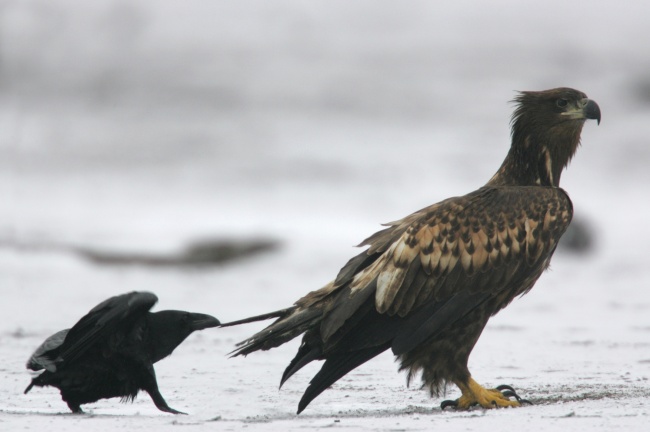 Illustration de l'article : 30 non-altered photographs taken a few seconds before an inevitable fall