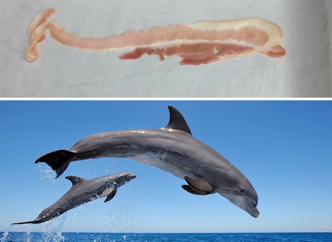 Illustration de l'article : 15 things that bear an uncanny resemblance to people or animals