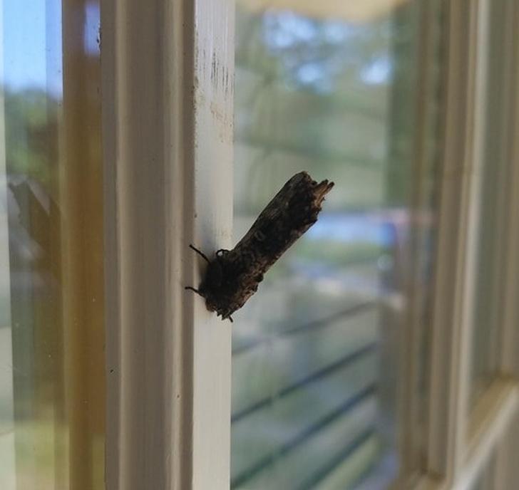 Illustration de l'article : 23 unsettling photos that require a closer look!