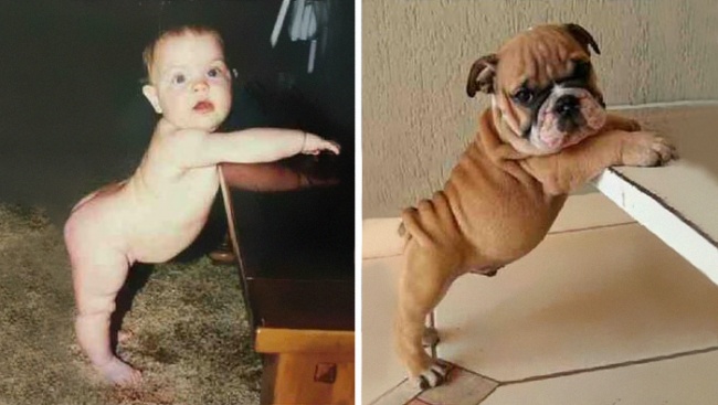 Illustration de l'article : 15 things that bear an uncanny resemblance to people or animals