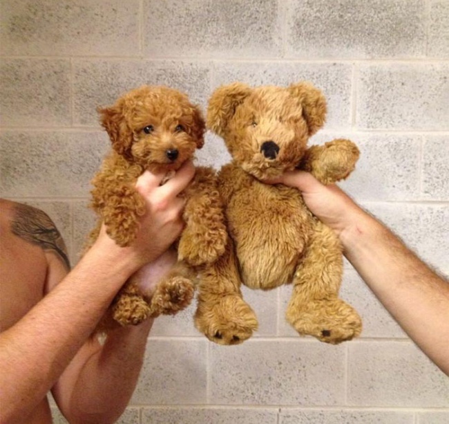 Illustration de l'article : 15 things that bear an uncanny resemblance to people or animals