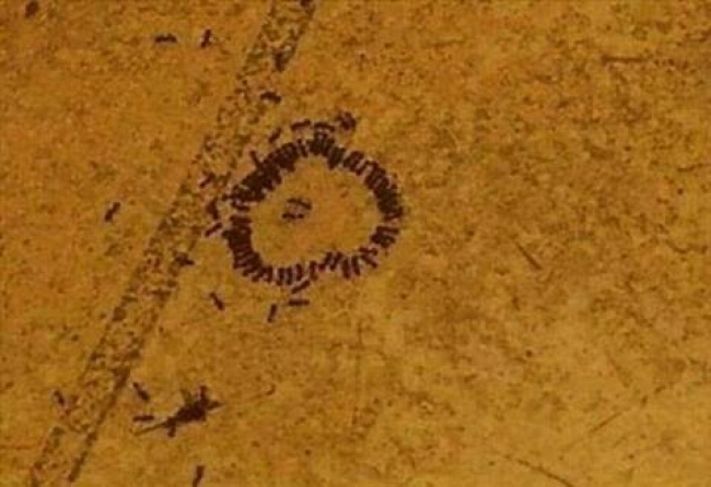 Illustration de l'article : 27 people who stumbled upon something amazing and decided to share their discovery