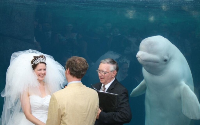 Illustration de l'article : 25 hilarious photos where the real action's going on the background!