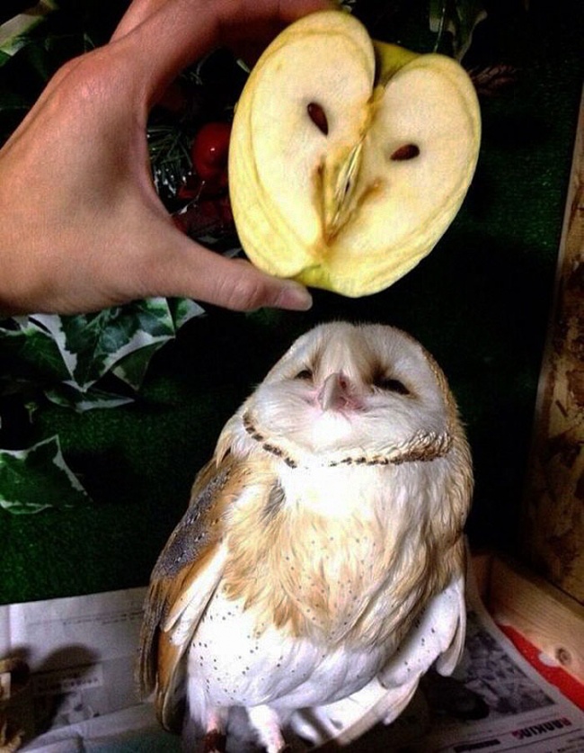Illustration de l'article : 15 things that bear an uncanny resemblance to people or animals