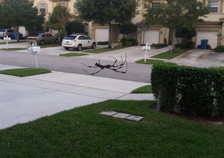 Illustration de l'article : 23 unsettling photos that require a closer look!