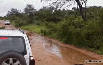 Illustration de l'article : 18 dads who saved their children from catastrophe thanks to their reflexes