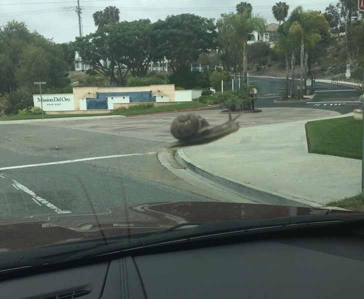 Illustration de l'article : 23 unsettling photos that require a closer look!