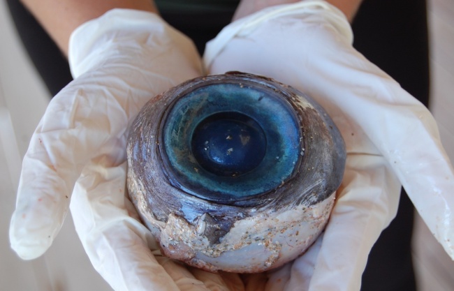 Illustration de l'article : 11 of the weirdest things to wash up on a beach