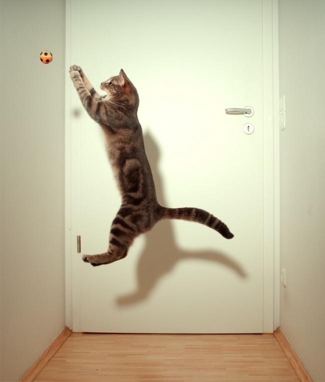 Illustration de l'article : 30 non-altered photographs taken a few seconds before an inevitable fall