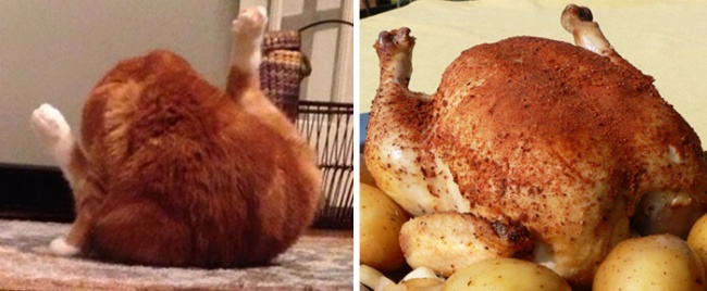 Illustration de l'article : 15 things that bear an uncanny resemblance to people or animals
