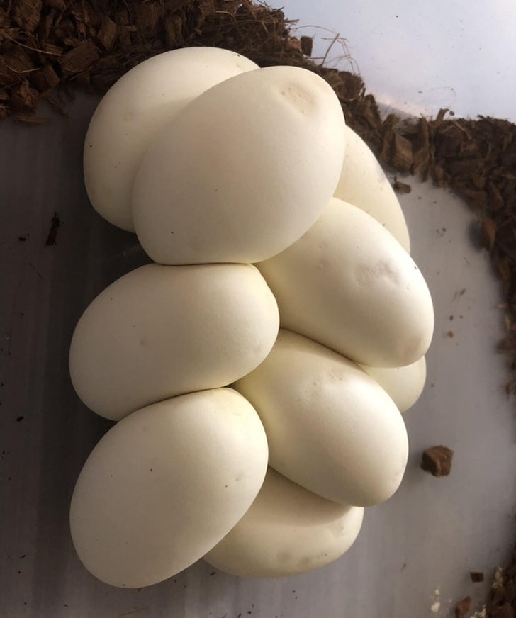Illustration de l'article : 24 pictures of things that might be mistaken for food