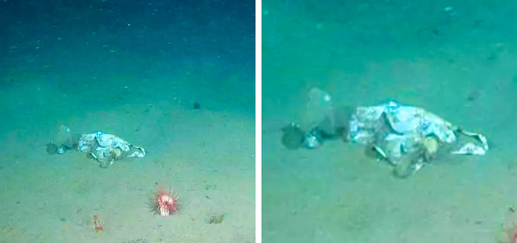 Illustration de l'article : 27 incredibly rare sights caught on camera