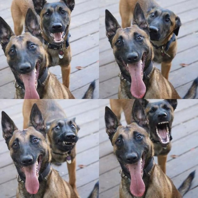 Illustration de l'article : 25 hilarious photos where the real action's going on the background!